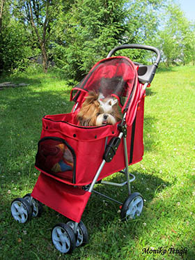 shihtzu_koltaska
