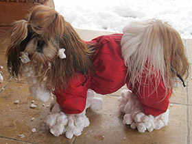 shihtzu_kombez