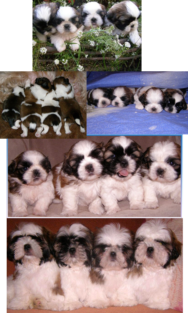 a-litter