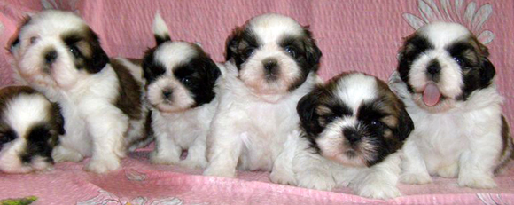 d-litter