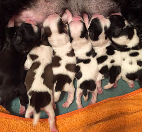 s-litter