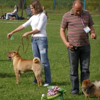 шар-пей выставка