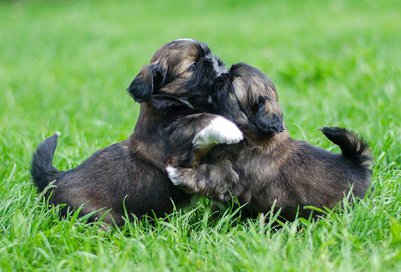 gold_puppies