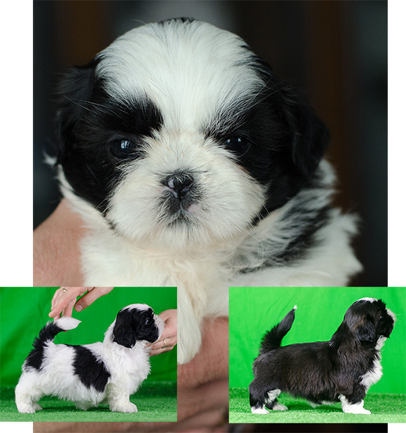 shihtzu_blackwhite