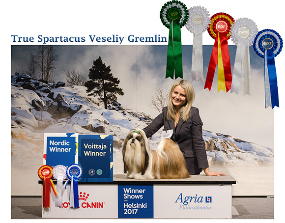 shihtzu_champion