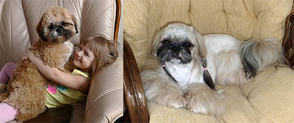 shihtzu_different_gold