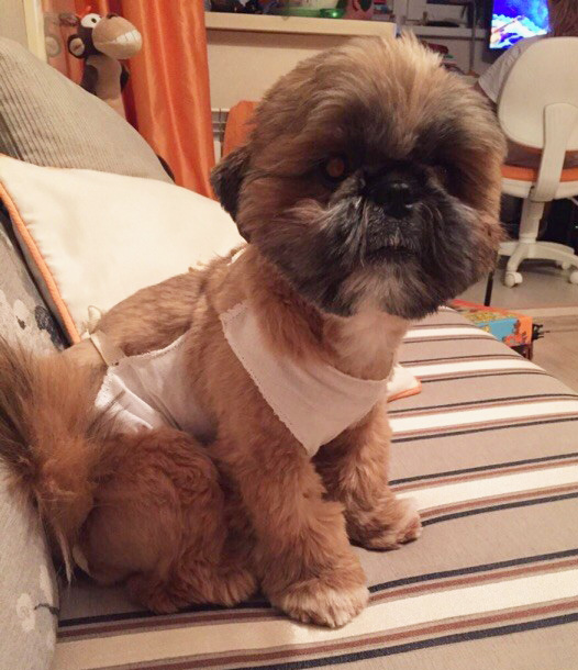 shihtzu_popona