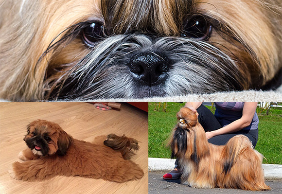 shihtzu_redcolour