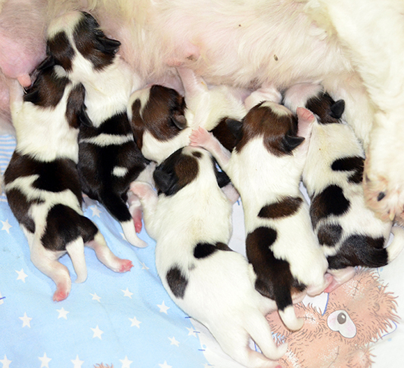 rumba%29litter