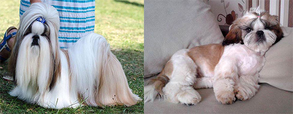 shihtzu_goldwhite