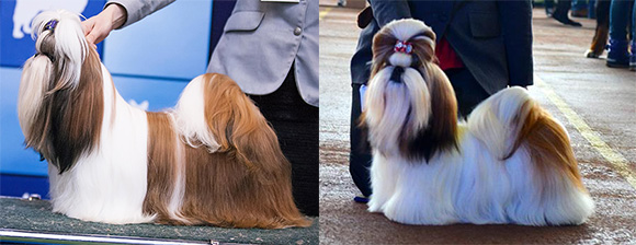 shihtzu_redwhite