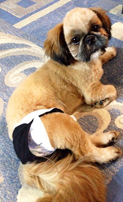 shihtzu_trusiki